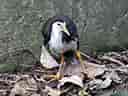鳥類図鑑・シロハラクイナ 2